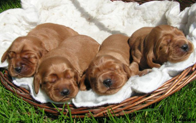 Chiots Cockers Spaniels anglais rouges dans un panier en osier