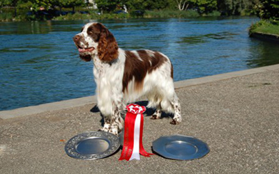 springers spaniels anglais devant l'Aare, avec ses trophées, lors du club show du club suisse du Spaniel