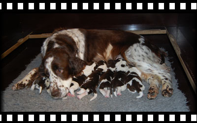 pellicule représentant un springer spaniel anglais et ses chiots
