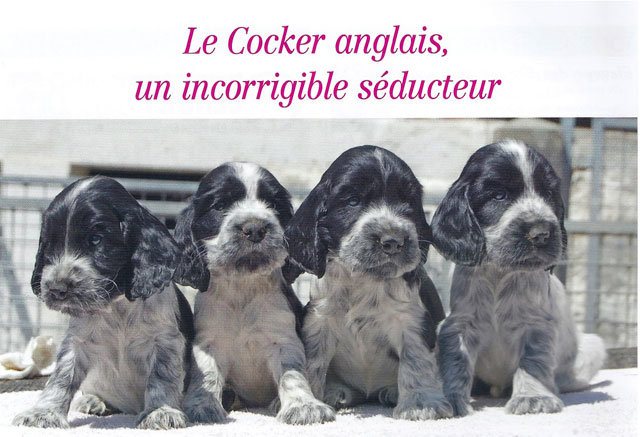 manchette du journal InfoChiens Cynologie Romande présentant quatre chiots cockers spaniels anglais bleus