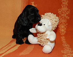 photo d'un chiot cocker spaniel anglais noir de syringa avec un jouet, sur une couverture aux motifs tribaux