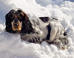 Salsa de Syringa, cocker spaniel anglais tricolore couché dans la neige