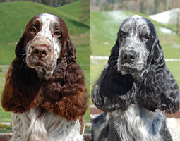 Portrait d'un cocker spaniel anglais bleu de Syringa et d'une springer spaniel anglais foie et blanc