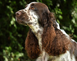 portrait d'un springer spaniel anglais de Syringa foie et blanc