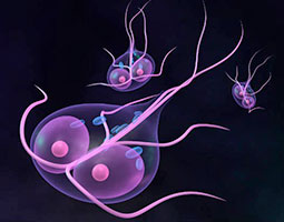 giardia