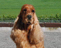 portrait de Kakahuète de Syringa, cocker spaniel anglais rouge