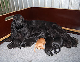 cocker spaniel anglais noir de Syringa avec des chiots cockers spaniels anglais rouges et des chiots cockers spaniels anglais noirs