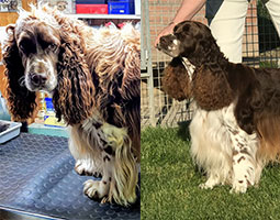 Springer spaniel anglais foie et blanc avant et après son toilettage