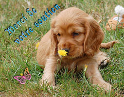 chiot cocker spaniel anglais rouge de Syringa humant une fleur et accompagné du texte Merci de votre soutien