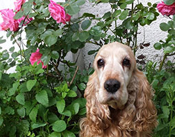 cocker spaniel anglais rouge devant des rosiers rose