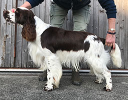 chien springer spaniel anglais foie et blanc au statique devant des planches en bois