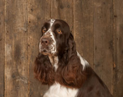 portrait cadré sous les oreilles de notre springer spaniel anglaise foie et blanche devant des planches