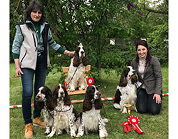 Catherine Thomas debout à gauche d'un springer spaniel angéais foie et blanc assis sur une chaise en bois aux pieds de laquelle trois femelles springers spaniels anglaises foie et balnches sont assise et tout à droite, Eva avec son chien springer spaniel anglais foie et blanc assi à sa gauche, le tout à l'extérieur dans l'herbe aux pieds d'un grand arbre