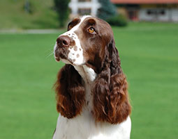 portrait cadré sous les oreilles de notre springer spaniel anglaise foie et blanche au soleil avec de l'herbe en fond