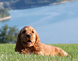 chiot cocker spaniel anglais rouge couché dans l'herbe avec le lac en fond