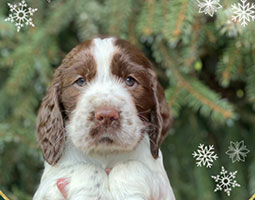 chiot springer spaniel anglais