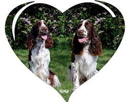 Poker et Pochahontas, deux springers spaniels anglais dans un coeur