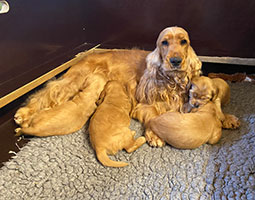 Cocker rouge et ses chiots dans une caisse de mise-bas