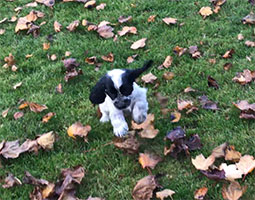 Chiot cocker bleu dans les feuilles mortes