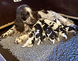 Qoxynel de Syringa et ses chiots