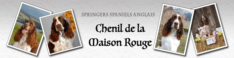 Bannière Chenil de la Maison Rouge avec des photos de springers spaniels anglais