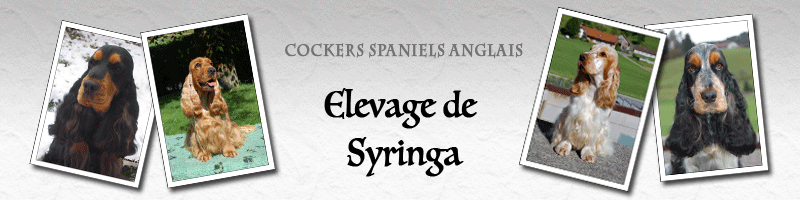 Bannière Elevage de Syringa avec des photos de cockers spaniels anglais